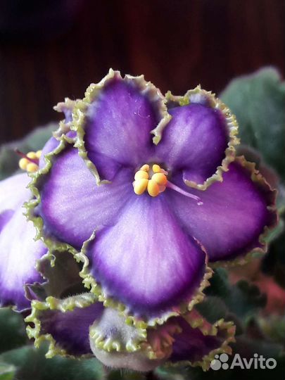 Цветущие необычные сенполии