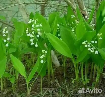 Барвинок, Ясколка,бадан, лилейник, лук