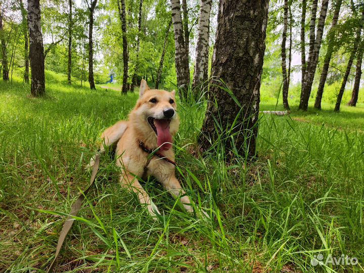 Рыжик ищет дом, пристраивается в добрые руки