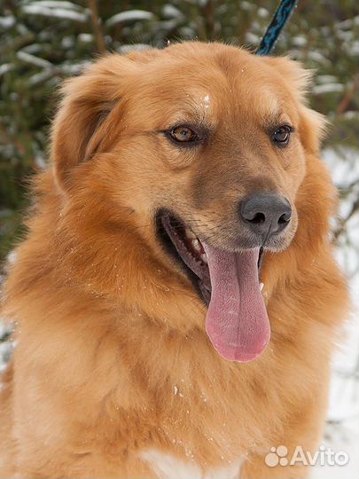 Ищет дом очаровательный Лёва