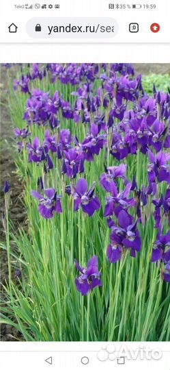 Рассада многолетних цветов