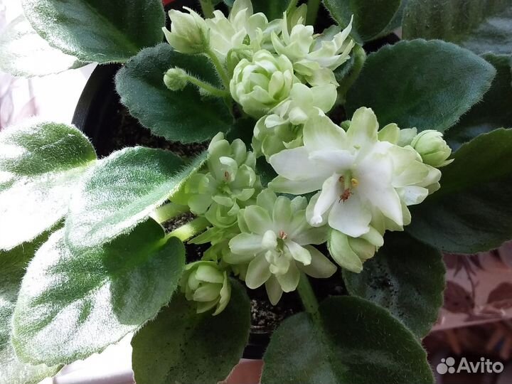 Сортовые фиалки,детки