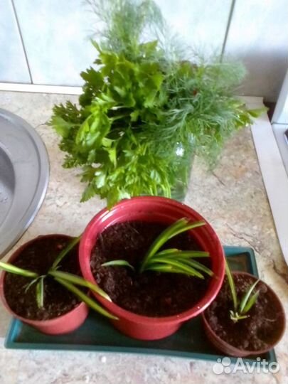 Хлорофитумы и их детки