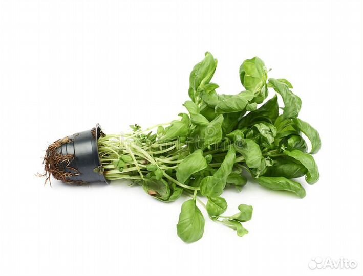 Стаканчик пластиковый для выращивания салатов