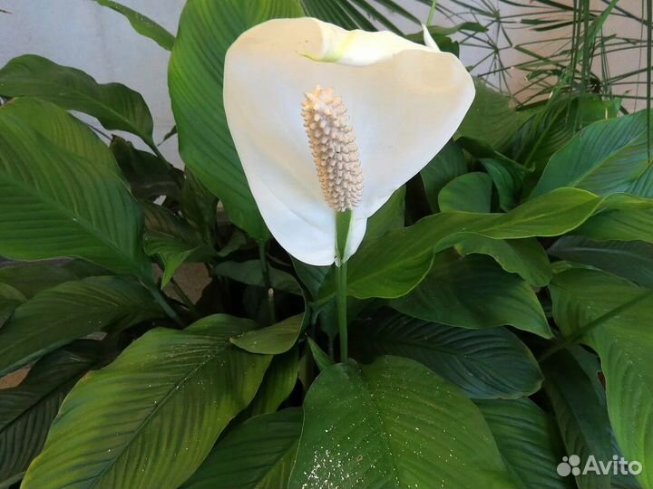 Спатифиллум