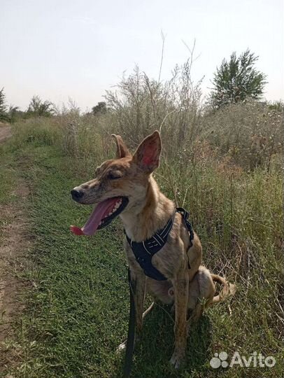 Собака молодая помесь гончей в дар