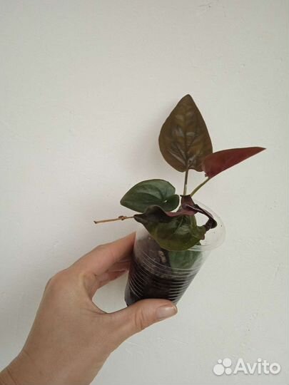 Сингониум эритрофиллум