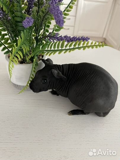 Морская свинка скинни