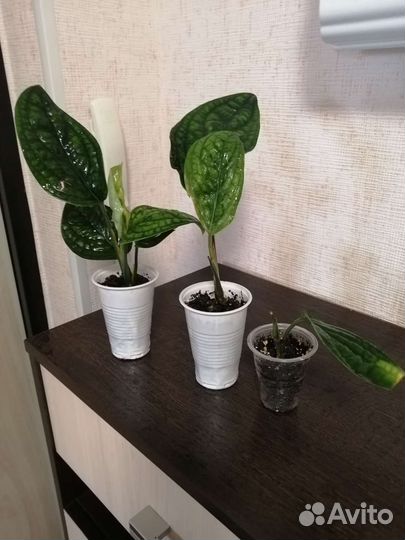 Эпипремнум пиннатум Marble Planet