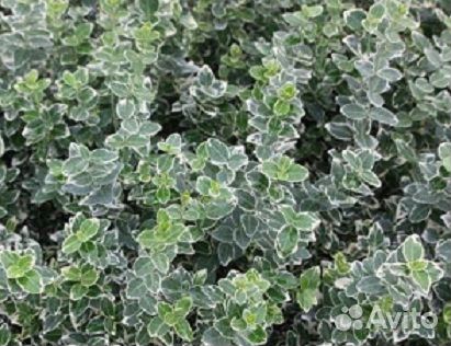 Бересклет (Форчуна) вечнозеленый