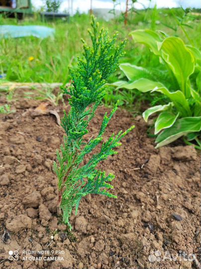 Тимьян (чебрец), Кипарисовик, Гейхера