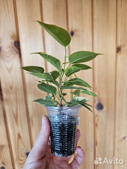 Фикус бенджамина пестролистный