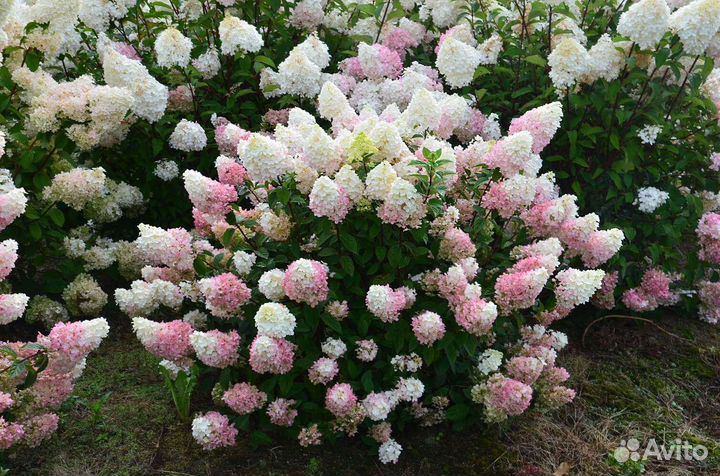 Гортензия Сандей Фрайз