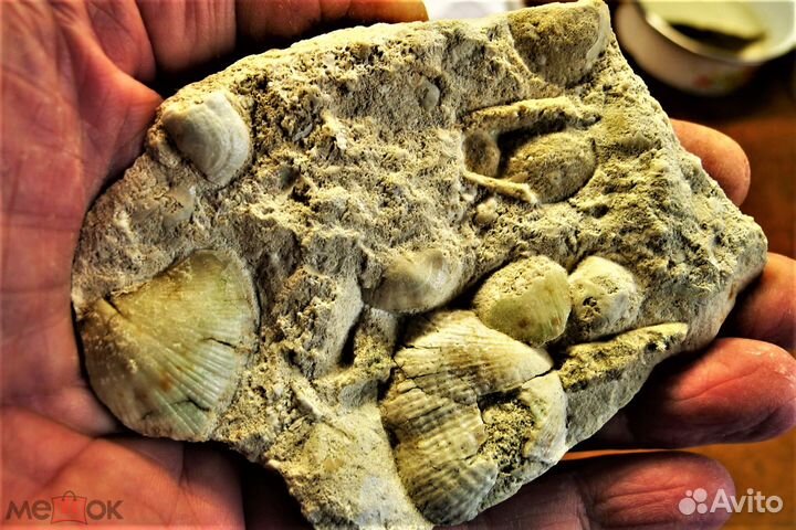 Фрагмент окаменелого юрского дна