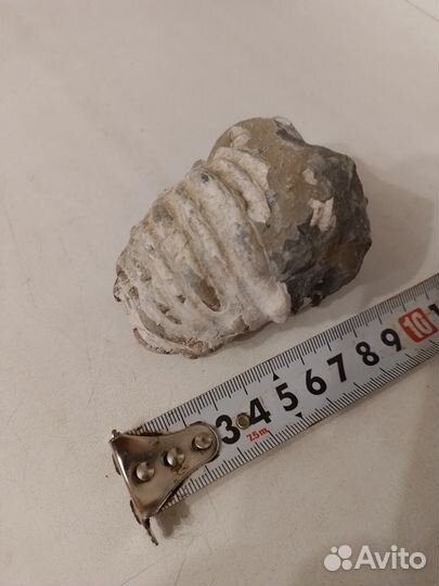 Окаменелость Аммонит Крупный С Кристаллами