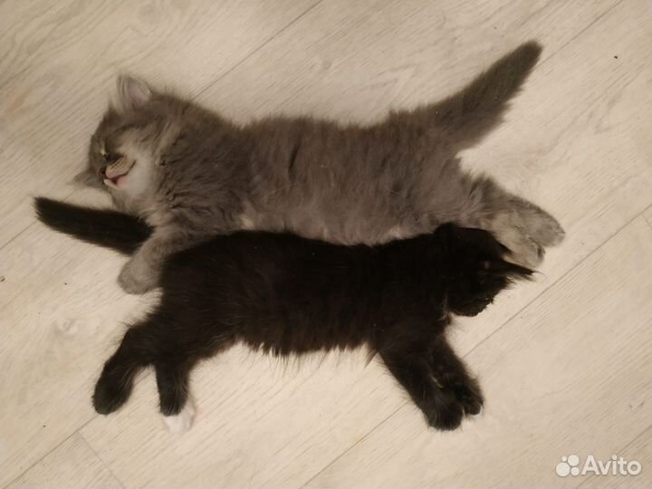 Сибирские котята