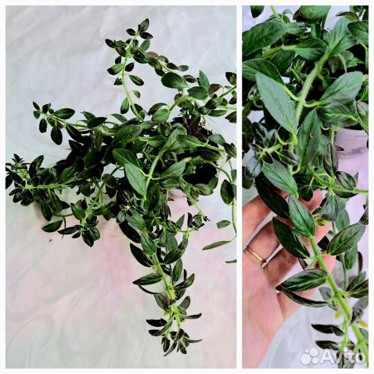 Эсхинантусы разные виды, Гипоцирта