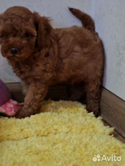 Той-пудель щенки РКФ