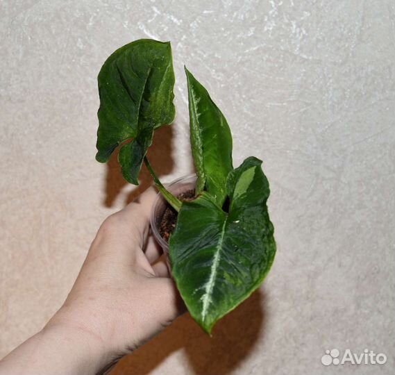 Сингониумы