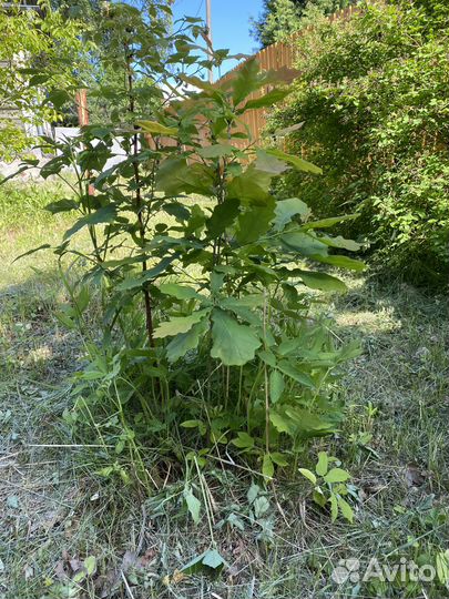 Дуб черешчатый