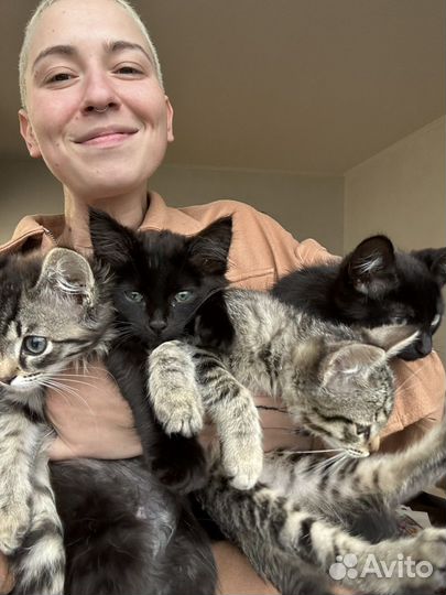 Котенок Вивьен