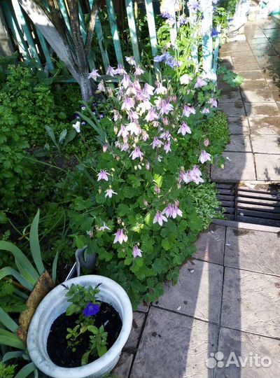 Садовые цветы и растения