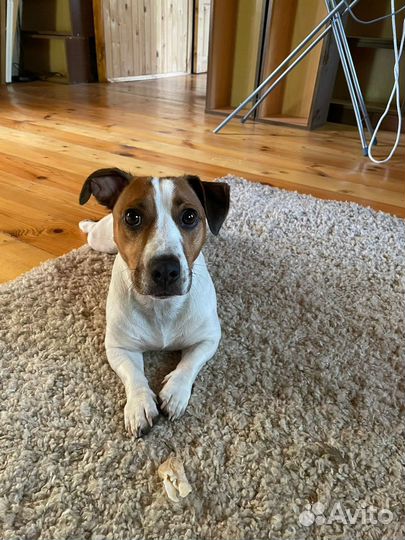 Вязка джек рассел терьер