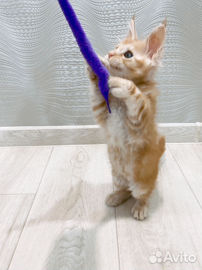 Продам котенка