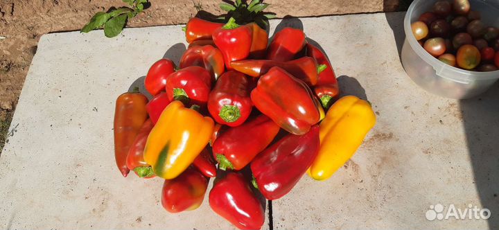 Перец и помидоры домашние
