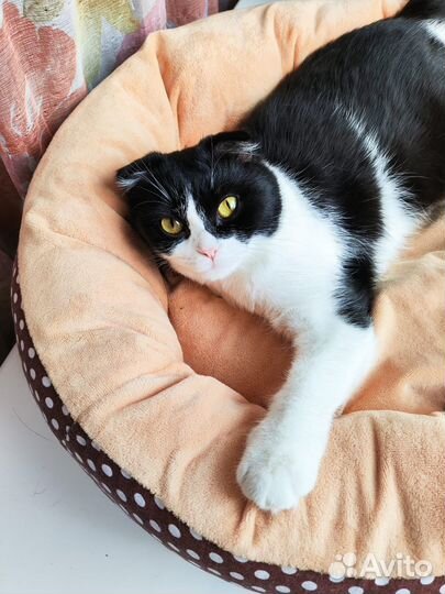 Кошка в добрые руки