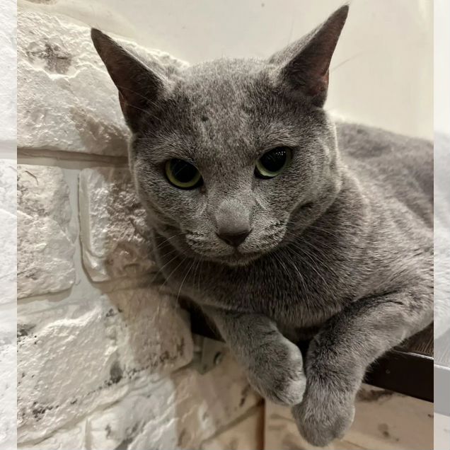 Русский голубой кот, вязка