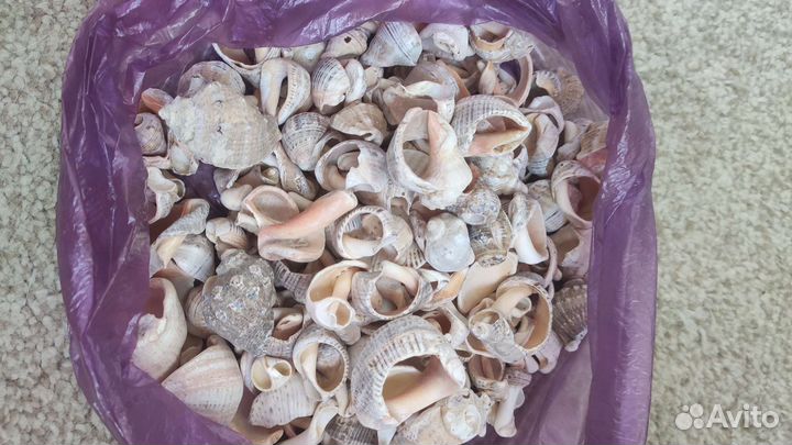 Ракушки для аквариума или декорирования