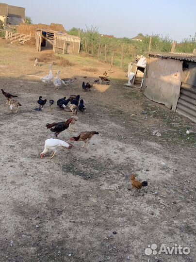 Бойцовая птица