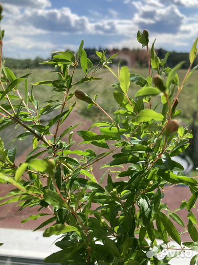 Цветущие комнатные гранаты