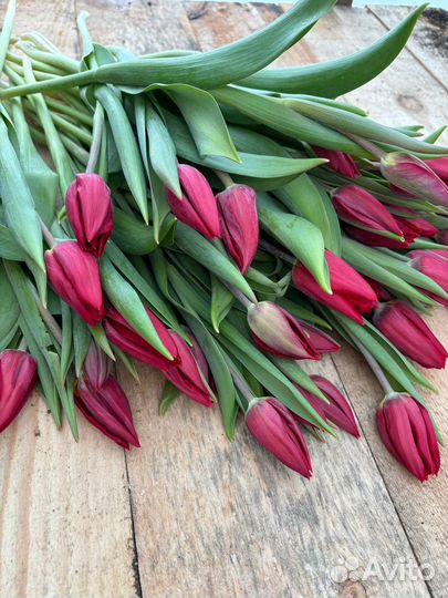 Тюльпаны с луковицами