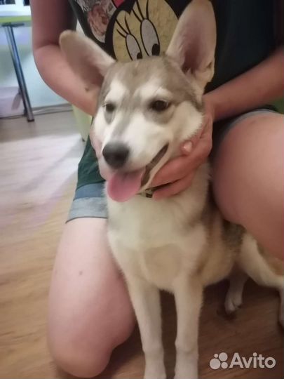 Собаки бесплатно в добрые руки щенки