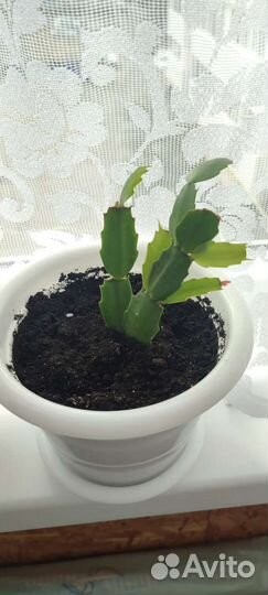 Декабристы