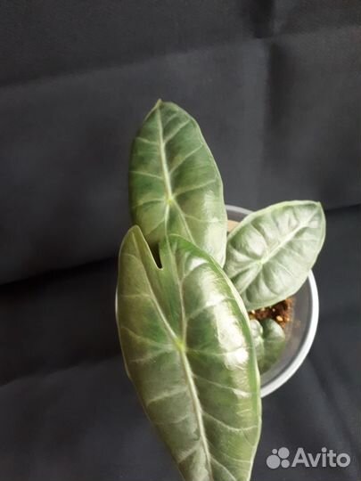 Алоказия розовый дракон