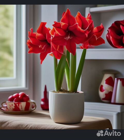 Гиппеаструм амариллис семена