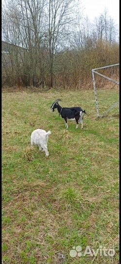 Коза дойная
