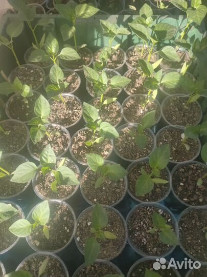 Рассада овощей