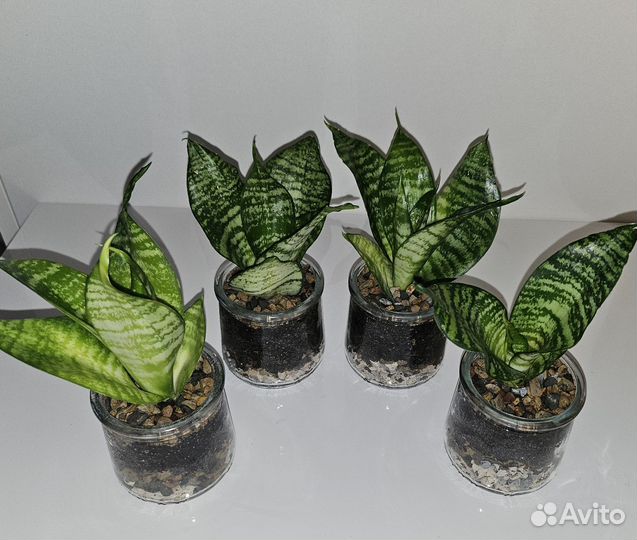 Сансевиерия Ханни