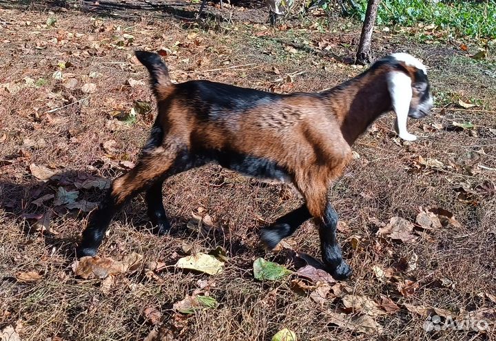 Нубийские козлята