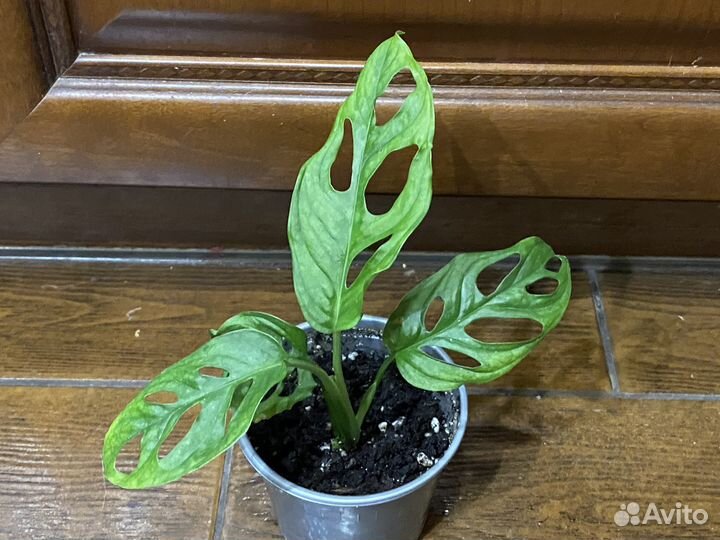 Монстера косая (неравнобокая)