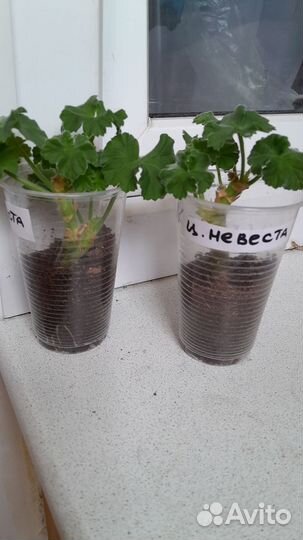 Пеларгония герань сортовая