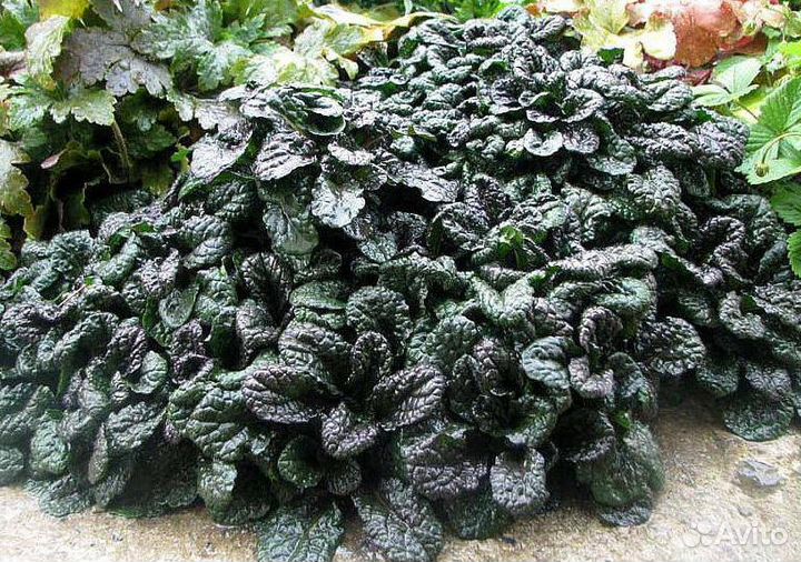 Многолетние растения для сада