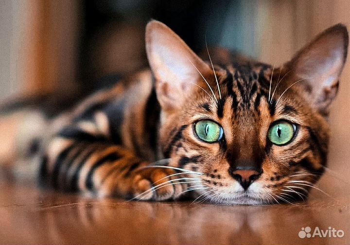 Бенгальская девочка