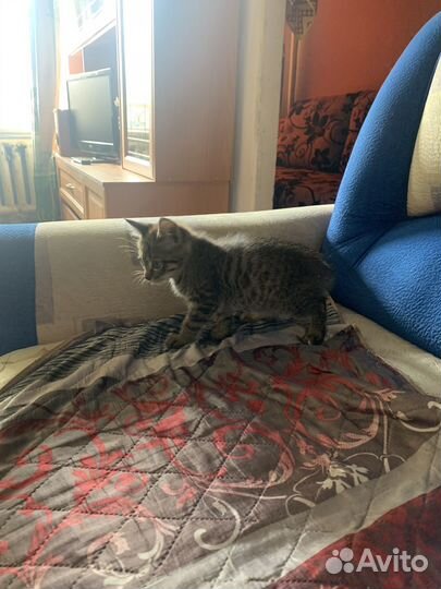 Котенок мальчик