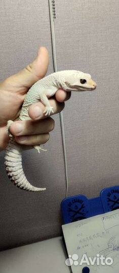 Геккон эублефар