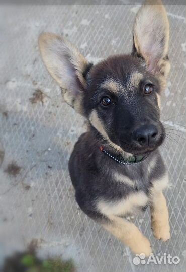 Овчарёныш в добрые руки